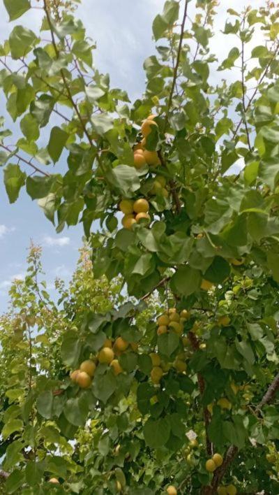 Aνεξάρτητη Παραδοσιακή Πέτρινη Κατοικία Corinth 외부 사진