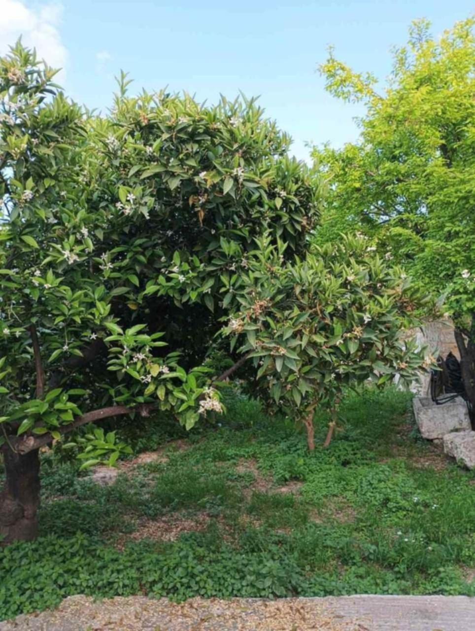 Aνεξάρτητη Παραδοσιακή Πέτρινη Κατοικία Corinth 외부 사진